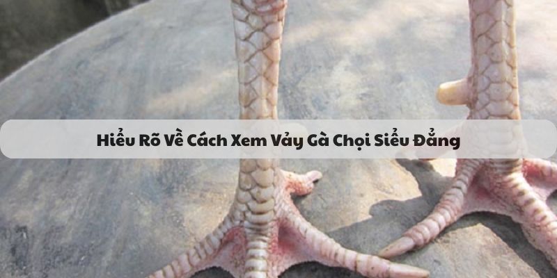 Hiểu Rõ Về Cách Xem Vảy Gà Chọi Siểu Đẳng