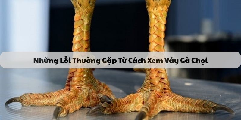 Những Lỗi Thường Gặp Từ Cách Xem Vảy Gà Chọi