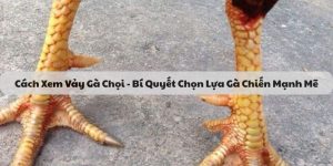 cách xem vảy gà chọi