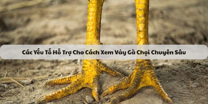 Các Yếu Tố Hỗ Trợ Cho Cách Xem Vảy Gà Chọi Chuyên Sâu