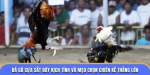 Đá Gà Cựa Sắt